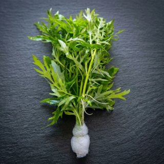 Pack Aqua Plantas Aquário