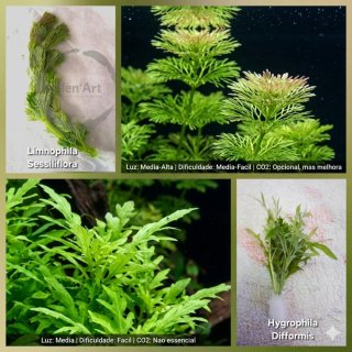 Pack Aqua Plantas Aquário