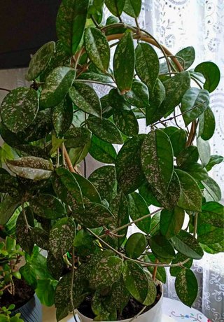 4 talee Hoya carnosa