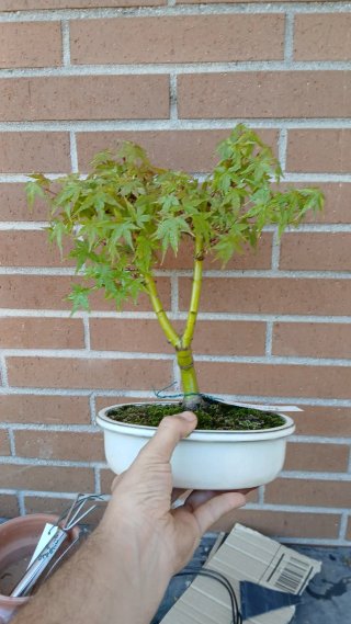 Bonsai Acer palmatum Kashima