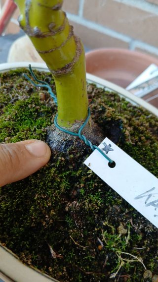 Bonsai Acer palmatum Kashima