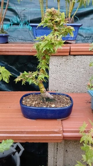 Bonsai Acer palmatum Kotohime