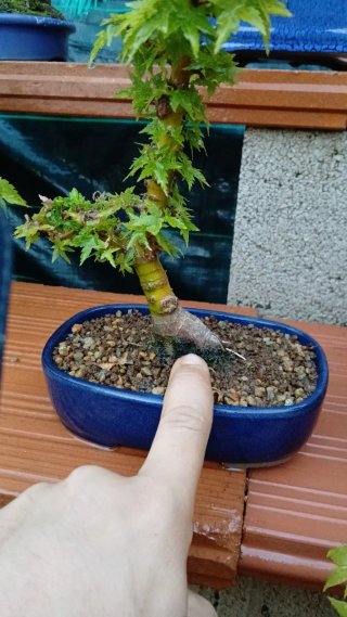 Bonsai Acer palmatum Kotohime