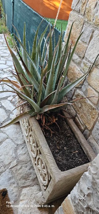 Planta Aloe Vera con Maceta