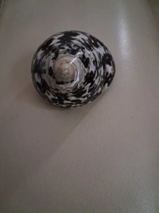 Conchiglia decorativa bianco e nero