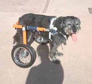 Silla de ruedas para perros VEVOR