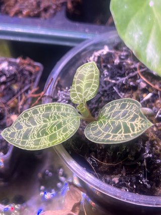 Orquídea Joya ,macodes petola