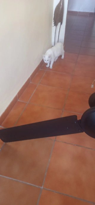 Ventilador de techo negro grande, da mucho aire