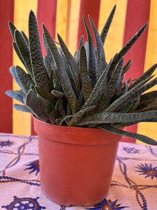 Plantas Crasas Variadas