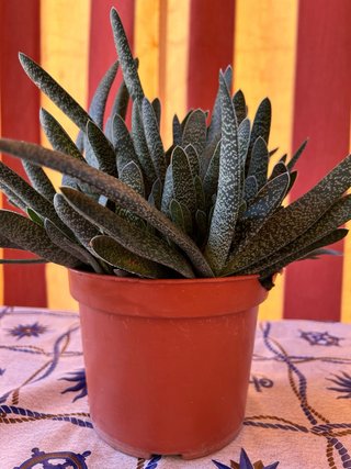 Plantas Crasas Variadas