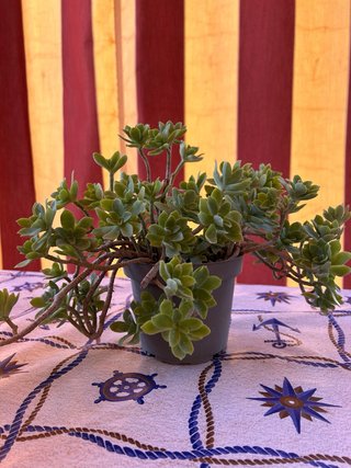 Plantas Crasas Variadas