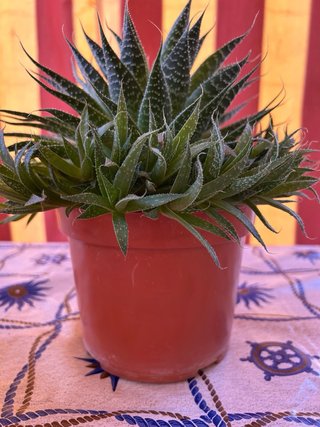 Plantas Crasas Variadas