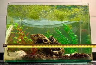 Acuario gambario