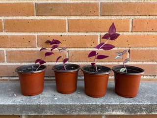 ÚLTIMAS UNIDADES Tradescantia zebrina planta