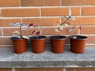ÚLTIMAS UNIDADES Tradescantia zebrina planta