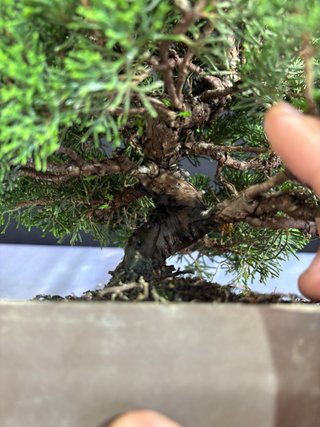 Bonsai Junipero Itoigawa