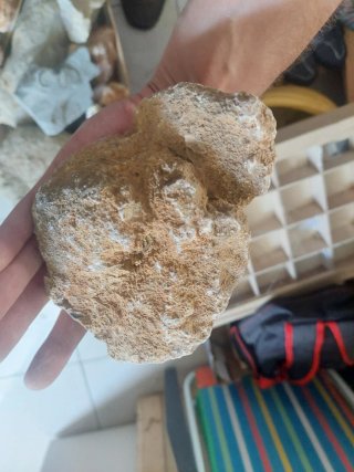 Fóssil Coral Jurássico Médio