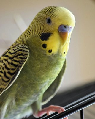 Cuidador de mascotas a domicilio