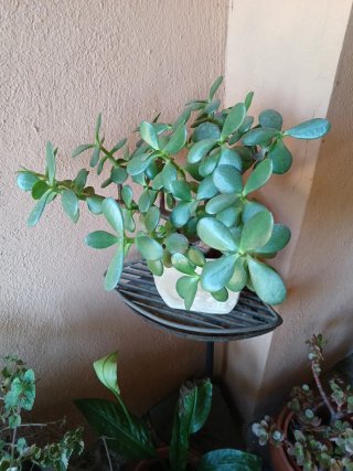 Conjunto macetas plantas