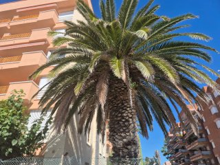 Palmera Canaria 50 años - Gratis