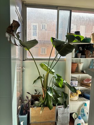 Planta Strelitzia Nicolai Grande + Jardinera