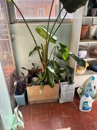 Planta Strelitzia Nicolai Grande + Jardinera
