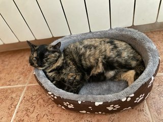 CUIDADORA DE ANIMALES DE COMPAÑÍA