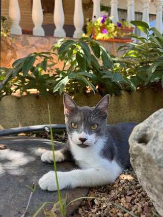 CUIDADORA DE ANIMALES DE COMPAÑÍA