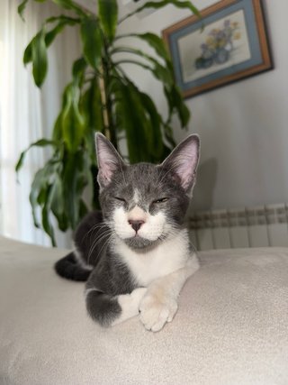 CUIDADORA DE ANIMALES DE COMPAÑÍA