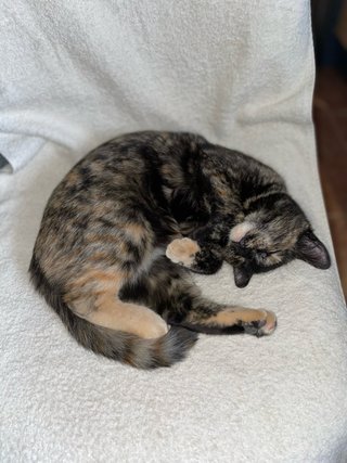 CUIDADORA DE ANIMALES DE COMPAÑÍA