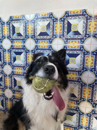 CUIDADORA DE ANIMALES DE COMPAÑÍA