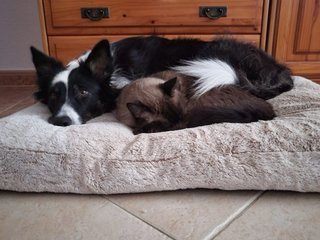CUIDADORA DE ANIMALES DE COMPAÑÍA