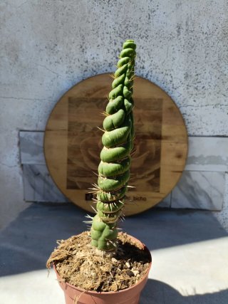 Eulychnia castanea Spiralis
