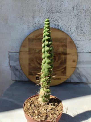 Eulychnia castanea Spiralis
