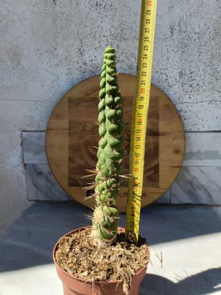 Eulychnia castanea Spiralis