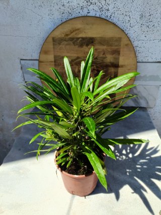 Pachypodium lamerei
