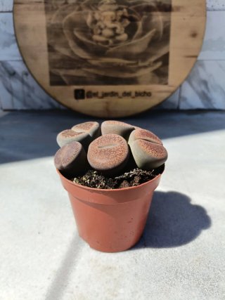 Lithops