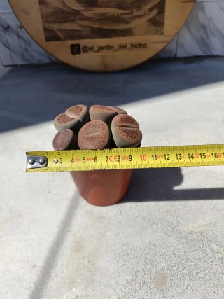 Lithops