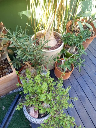 Planta Suculenta Cotyledon Tomentosa
