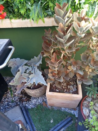 Planta Suculenta Cotyledon Tomentosa