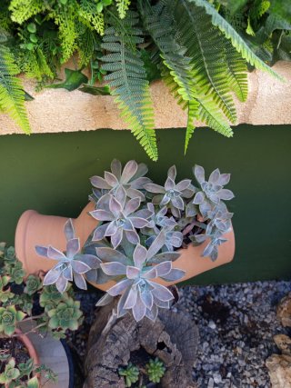 Planta Suculenta Cotyledon Tomentosa