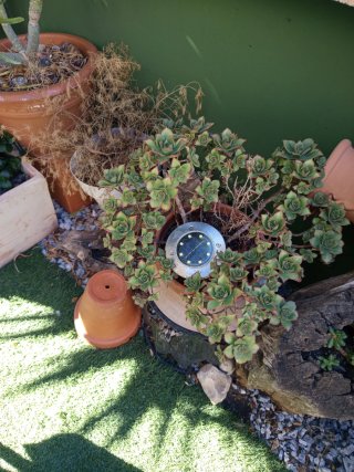 Planta Suculenta Cotyledon Tomentosa