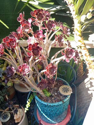 Planta Suculenta Cotyledon Tomentosa