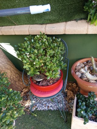 Planta Suculenta Cotyledon Tomentosa