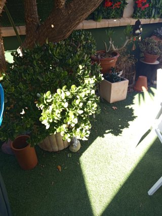 Planta Suculenta Cotyledon Tomentosa