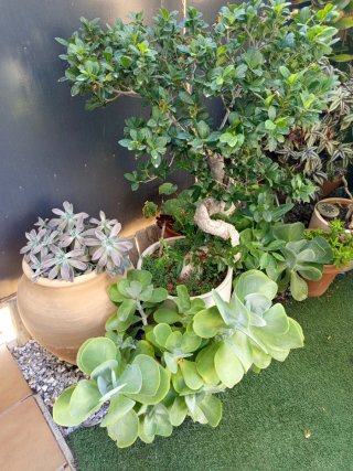 Planta Suculenta Cotyledon Tomentosa