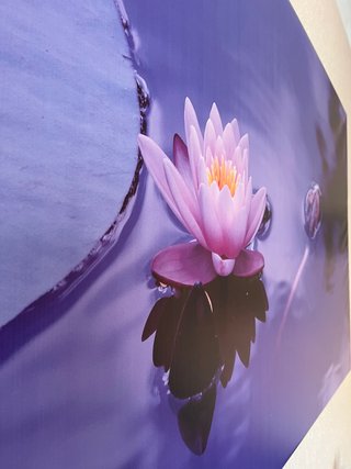 Cuadro Nenúfar Morado y Rosa
