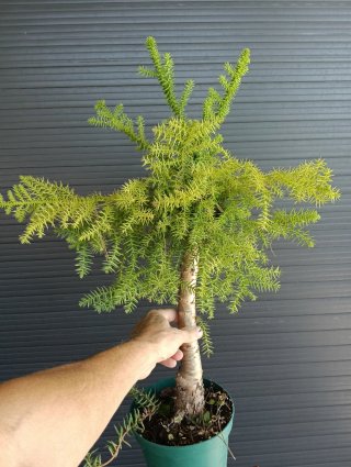 Araucaria Cunninghamii Bonsai