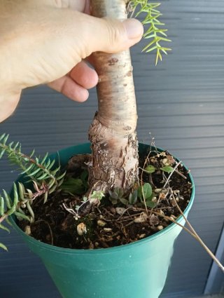 Araucaria Cunninghamii Bonsai