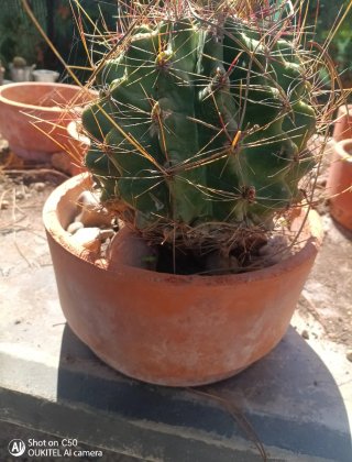 Cactus en maceta de terracota